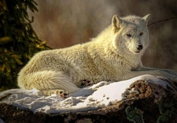 PAINTED WHITE WOLF