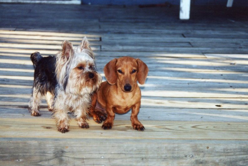 Chewy and Robbie enjoying sitting on the deck