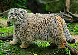 Manul on moss