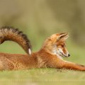 Stretch fox