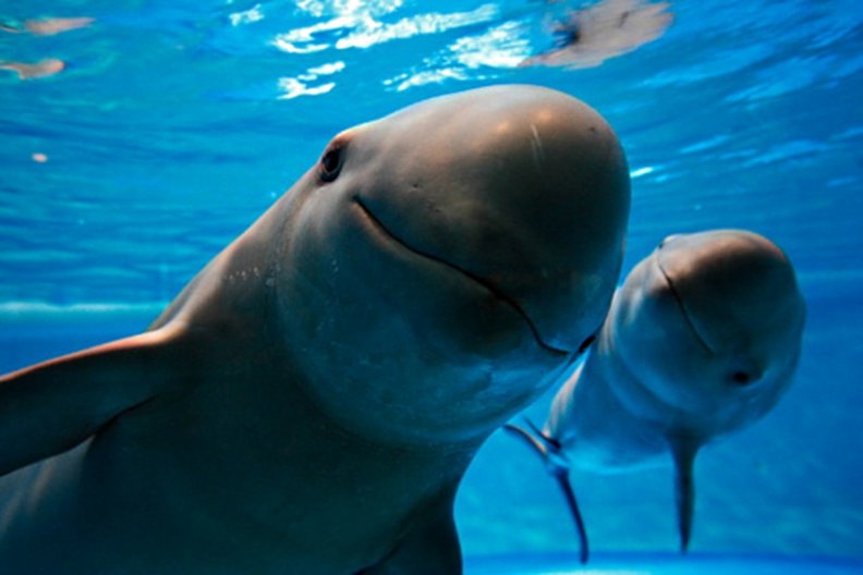 porpoises.jpg