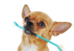 Dog with toothbrush