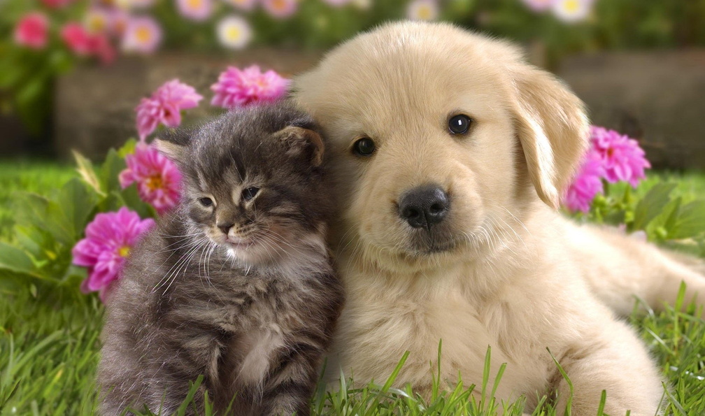 Cat and dog (labrador)