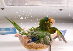 Parrot in Bowl