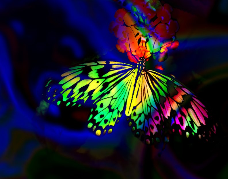 dark_butterfly.jpg