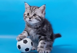 Soccer kitten