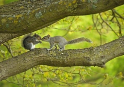 Squirrels kissing