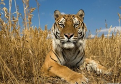 Sibirian tiger