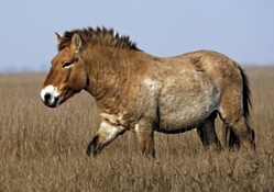 prezwalski horse