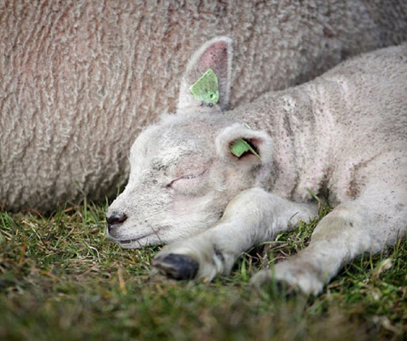 sleeping_lamb.jpg