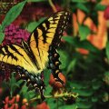 Tiger Swallowtail 1