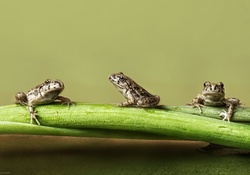 3 Frogs