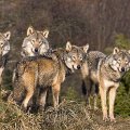 pack of wolves