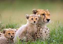 Cheetah and her Cubs