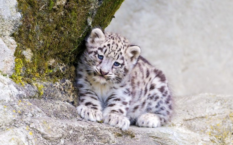 leopard_cub.jpg