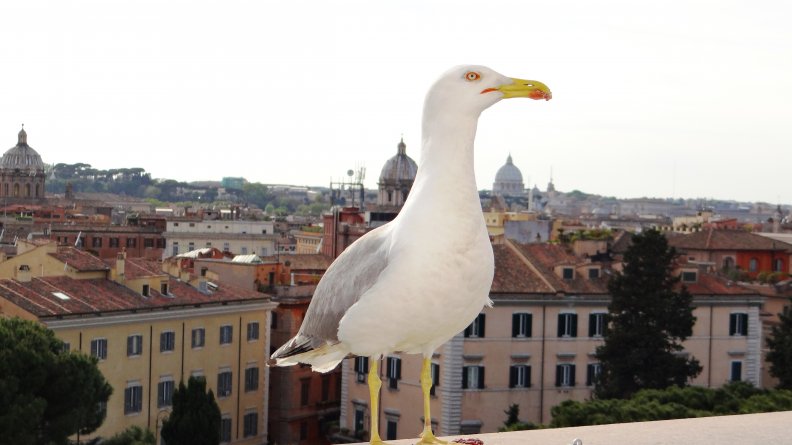 seagull_on_the_roof.jpg