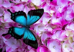 Morpho and blossoms