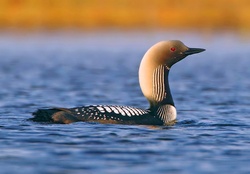 The Pacific loon