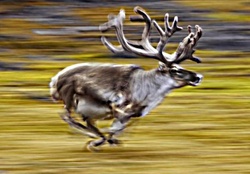 running reindeer