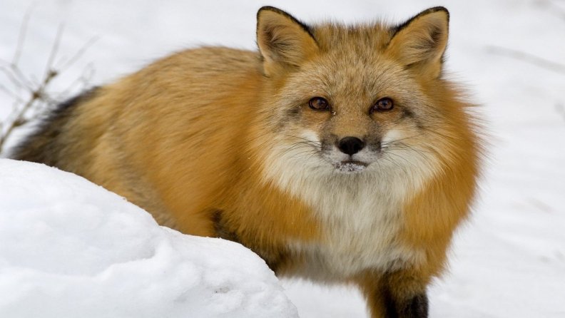 fox_in_snow.jpg