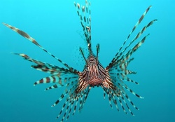 Red lion fish