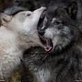 two wolves