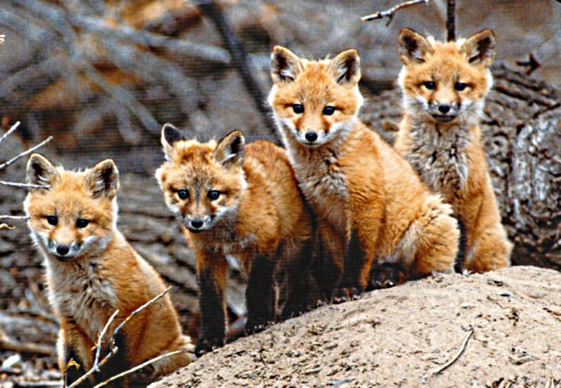fox_cubs.jpg