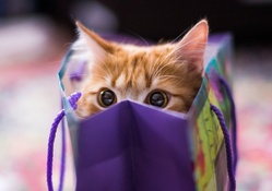 Kitten hiding in a blue bag