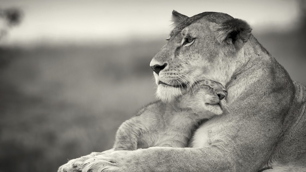 Lioness &amp; Cub