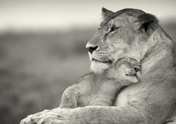 Lioness &amp; Cub