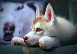 Sweet Husky pup