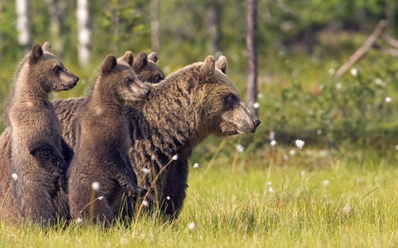 brown bear with cubs
