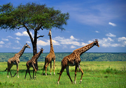 Giraffe Herd