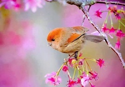 Cute Bird