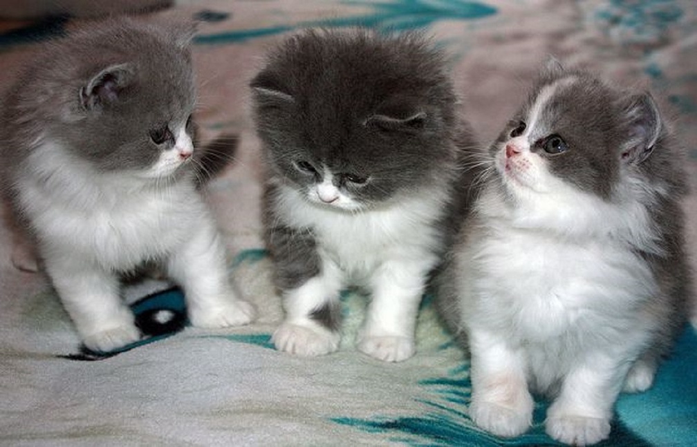 cute kittens trio