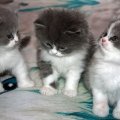 cute kittens trio