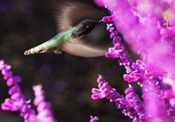 Humming Bird and Pink Flowers