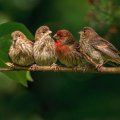  Cute Sparrows