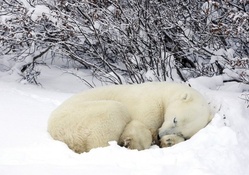 polar bear catching up on a little sleep