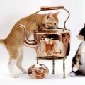 Cats and Copper Kettle