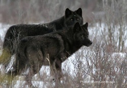 black wolves