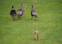 Fox following birds