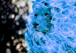 blue fire lion