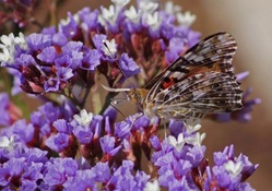 Butterfly on the Purple Flowers