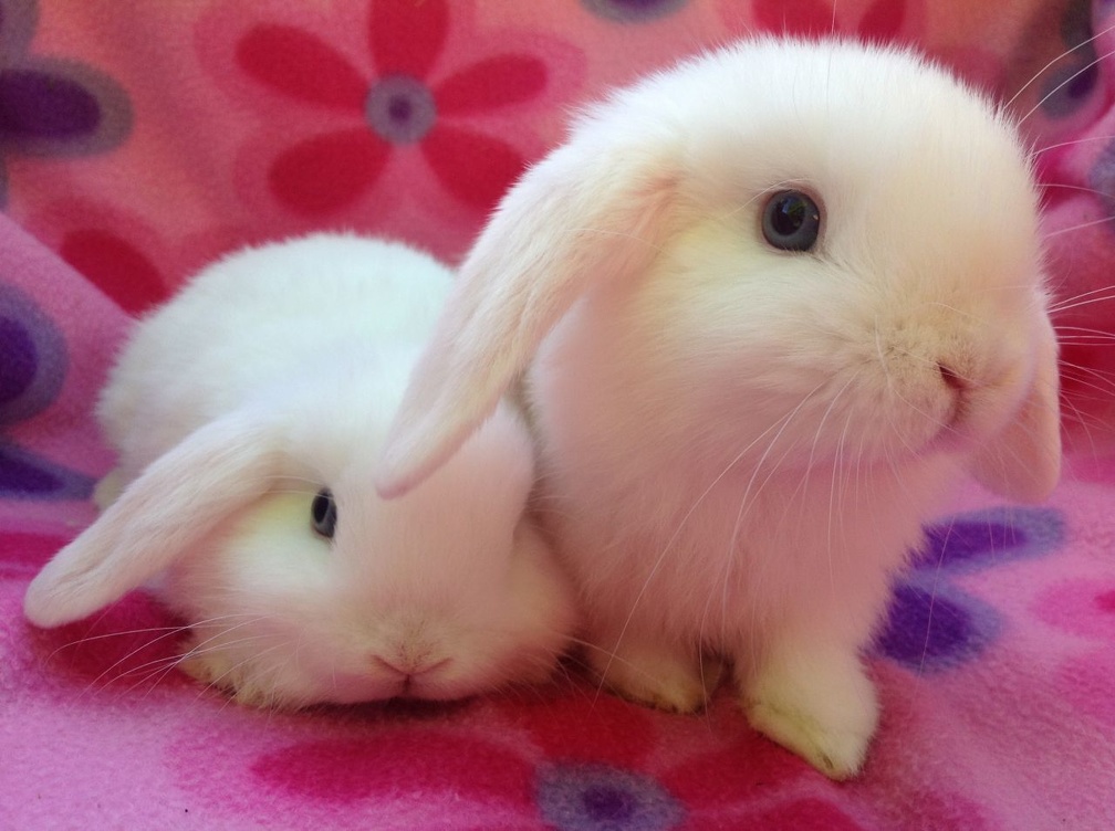 two white rabbits