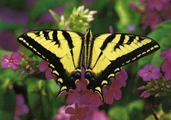 Swallowtail Butterfly f1