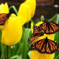 Regal Monarchs