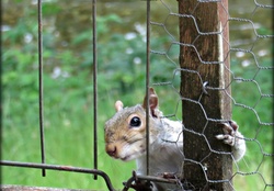 Beautiful Squirrel came to say hi