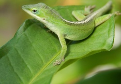 Green Anole Lizard