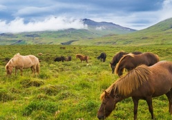 horses on a meadow in iceland